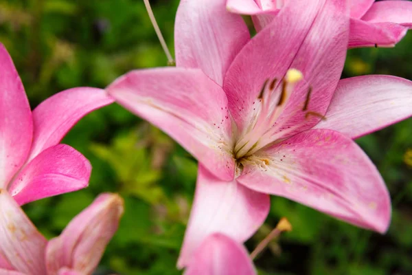 Розовый цветок лилии цветет в саду — стоковое фото