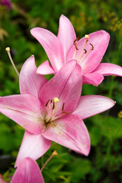 Flor de lirio rosa florece en el jardín —  Fotos de Stock