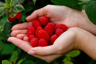 elinde büyük kırmızı ahududu bir avuç