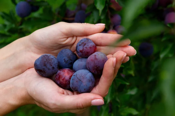 Poignée de prune dans les mains sur un fond de prunier — Photo