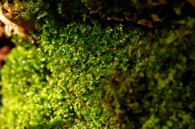 Doğal arka plan - güneşin parlak ışınları yosun