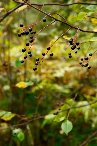 Cereza pájaro bayas en el bosque de otoño — Foto de Stock