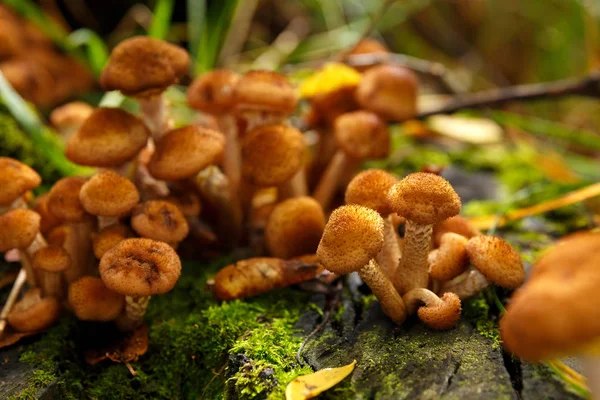 Медові гриби ростуть на пні в лісі — стокове фото