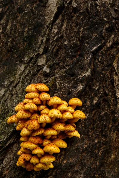 I funghi di miele falsi crescono su un albero nella foresta — Foto Stock