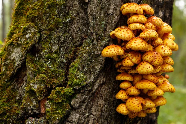False honey mushrooms grow on a tree in the forest — Stock Image False honey mushrooms grow on a tree in the forest Stock Photo