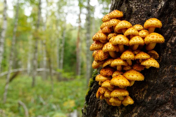 False honey mushrooms grow on a tree in the forest — Stock Image False honey mushrooms grow on a tree in the forest Stock Picture
