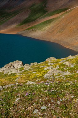 Bir dağ gölünün kıyısındaki çiçek tarlaları