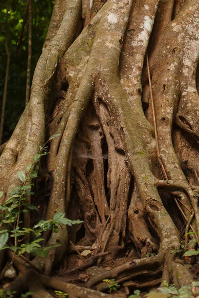 Natural texture and background. Winding roots and massive trunk of a tree growing in a rainforest