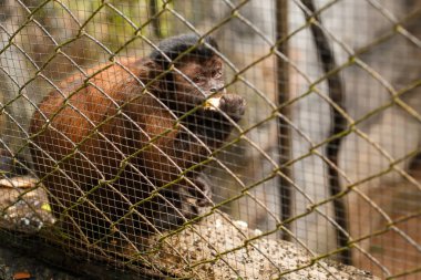 Hayvanlar ve vahşi yaşam. Kahverengi kapuçin ya da bir hayvanat bahçesi kafesinde meyve yiyen maymun.