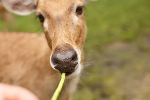 Animals and wildlife. Deer nose chewing a pod or twig, closeup