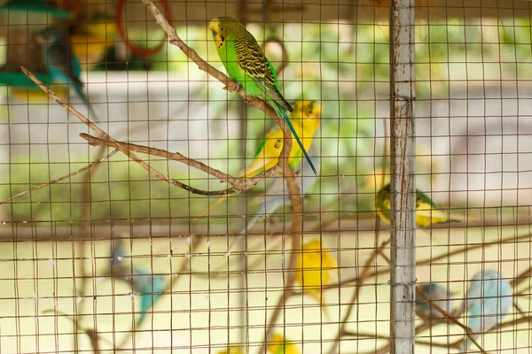 Una Famiglia Vivaci Budgerigar Multicolori Siede Rami Una Gabbia Allo — Foto Stock