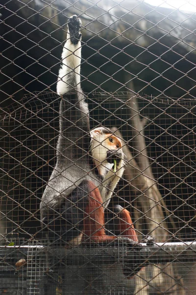 Animaux Faune Pygathrix Nemaeus Singe Singe Suspendu Une Cage Zoo — Photo