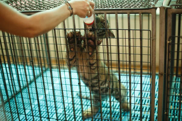 Animales Vida Silvestre Cachorrito Tigre Una Jaula Alimenta Biberón Con — Foto de Stock