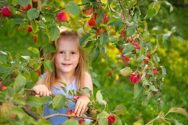 Portrait Children Apple Orchard Little Girl Blue Striped Dress Peeks — Stock Photo, Image