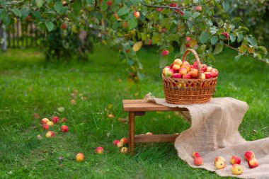 Elmalı bir sepet çimlerin üzerinde ahşap bir bankta duruyor. Elma bahçesinde hasat..