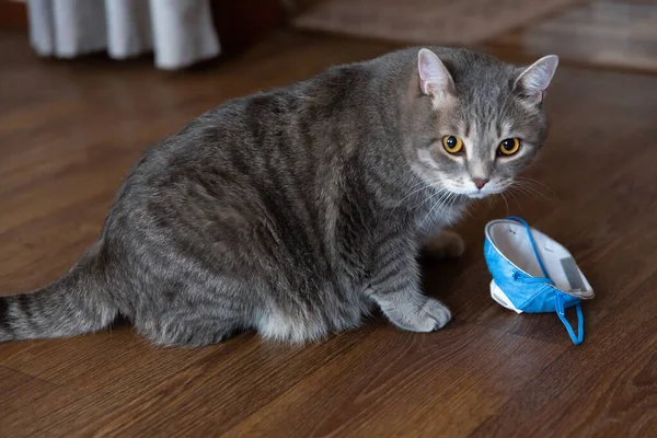 Grasa Gris Tabby Gato Británico Sentado Suelo Cerca Médico Máscara — Foto de Stock