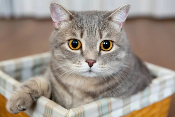 Fette Gestromte Britische Katze Sitzt Weidenkorb Große Augen Die Katze — Stockfoto