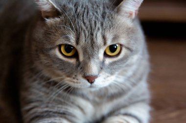 Kameraya bakan iri gözlü, şişman, tekir İngiliz kedisinin portresi..