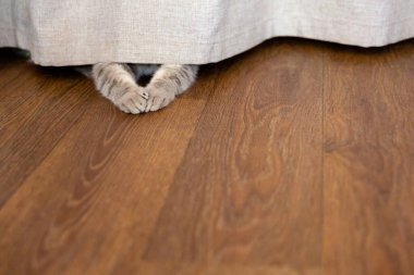 Gri kedi yavrusu perdenin arkasına saklandı. Kedinin pençeleri perdenin altından dışarı çıkıyor. Boşluğu kopyala, metin için yer.