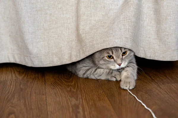 Fette Britische Graue Katze Versteckt Sich Hinter Vorhang Spielt Mit — Stockfoto