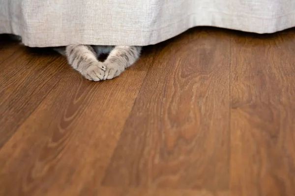 Das Graue Kätzchen Versteckte Sich Hinter Dem Vorhang Die Pfoten — Stockfoto