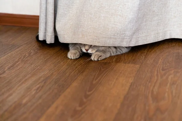 Gatito Gris Escondió Detrás Cortina Gatos Patas Sobresalen Debajo Cortina — Foto de Stock