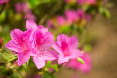 Pretty pembe Rhododendron çiçekler yakın çiçek detay gösteren