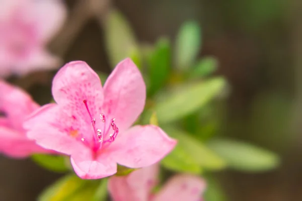 Primer plano de la flor de rododendro mostrando pistilo y estaminas —  Fotos de Stock