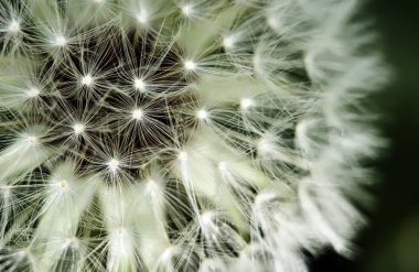 Yeşil arka plan üzerinde bir karahindiba Taraxacum Officinale tohum baş detay