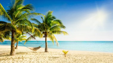 Sunny carribean beach with palmtrees and traditional braided hammock clipart