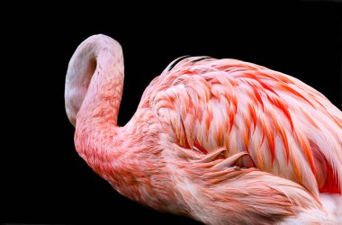 Siyah arka plan üzerinde izole flamingo