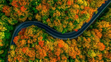 Sonbaharda sık ormanın havadan görünüşü ve yol kesimi