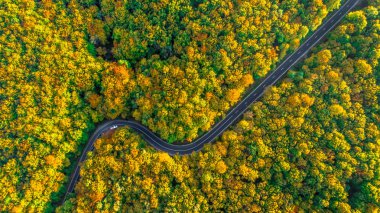 Yol gezisi Mükemmel yol Yoğun ormanın içinden geçiyor