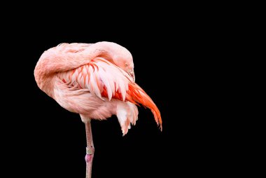 Flamingo tüylerini arkadan gözetleme