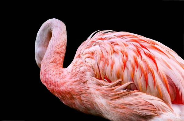 Isolated flamingo on a black background — Stock Photo, Image