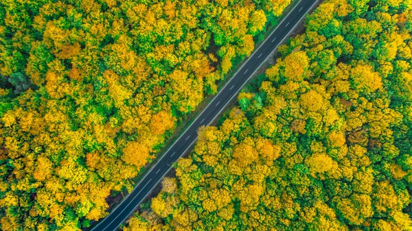 Forêt épaisse de couleur dorée traversée par une route asphaltée en diagonale Photos De Stock Libres De Droits