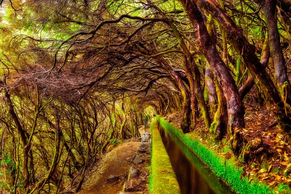 Beau sentier forestier en montagne, le long de la levada 25 Fontes — Photo