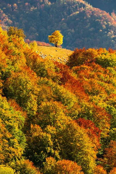 Paysage d'automne avec un arbre solitaire dans un trou sur une forêt couverte r — Photo