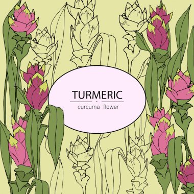Curcuma