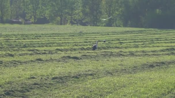 Due cicogne camminano sul campo — Video Stock