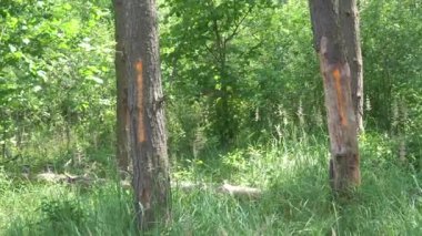 Ormandaki ağaçlar Forester tarafından boyayla işaretlenir.
