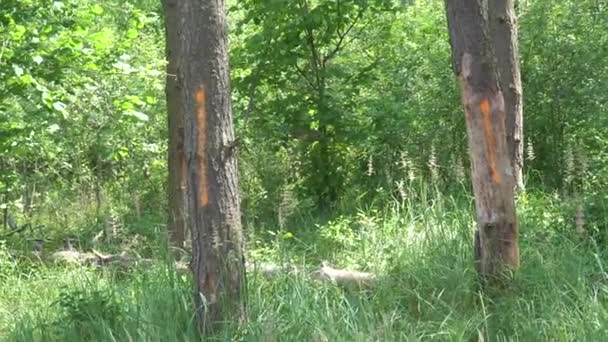 의나무에는 삼림을 벌목하기 감독관의 페인트로 표시를 — 비디오