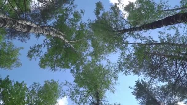 从地面俯瞰树梢和蓝天 — 图库视频影像