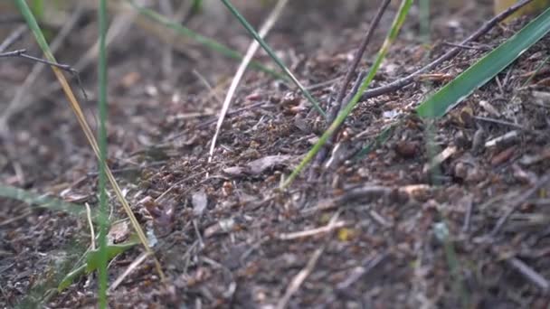 Primer Plano Hormiguero Con Grandes Hormigas Rojas Macro — Vídeos de Stock