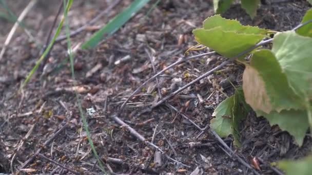 Close Anthill Large Red Ants Macro — Stock Video