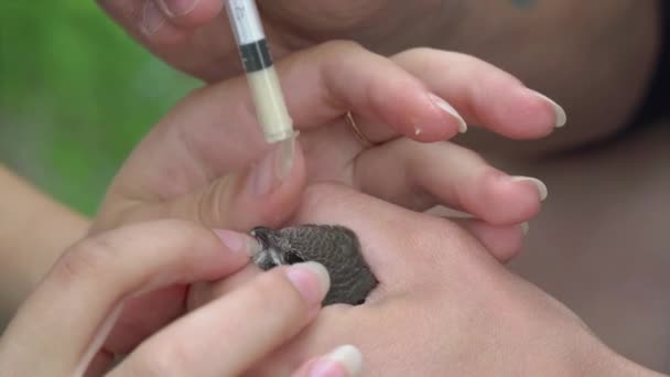 Man Holds Nestling His Hands Woman Feeds Syringe Mixture — Stock Video