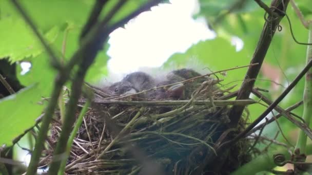 Pulcini Seduti Nel Nido Albero Attesa Cibo — Video Stock