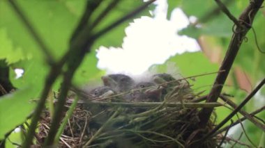 Yuvaya kurulmuş ağaçta yiyecek bekliyor.