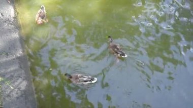 Ördekler şehir parkında yüzer.