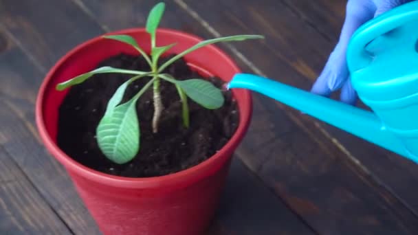 Le mani delle donne annaffiano la pianta in una pentola — Video Stock